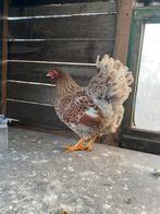 Wyandotte kriel, Dieren en Toebehoren