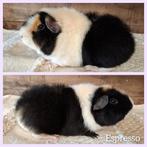 Knappe Us Teddy beer, Dieren en Toebehoren, Mannelijk, Cavia, Tam
