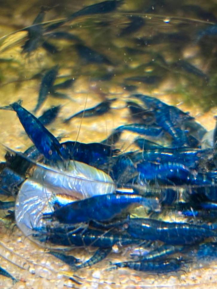 Neocaridina Davidi sp. Blue Velvet, Dieren en Toebehoren, Vissen | Aquariumvissen, Zoetwatervis, Kreeft, Krab of Garnaal, Schoolvis