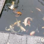 Koi's vissen, Dieren en Toebehoren