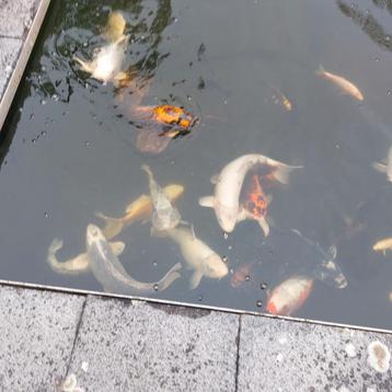 Koi's vissen  beschikbaar voor biedingen