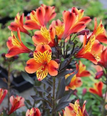 Alstoemeria bloemen beschikbaar voor biedingen