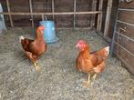 Jonge legkippen Isa Brown, Dieren en Toebehoren, Pluimvee, Vrouwelijk, Kip