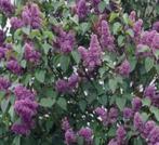 Paarse sering , vanaf 2 euro , lees beschrijving, Tuin en Terras, Volle zon, Vaste plant, Lente, Ophalen