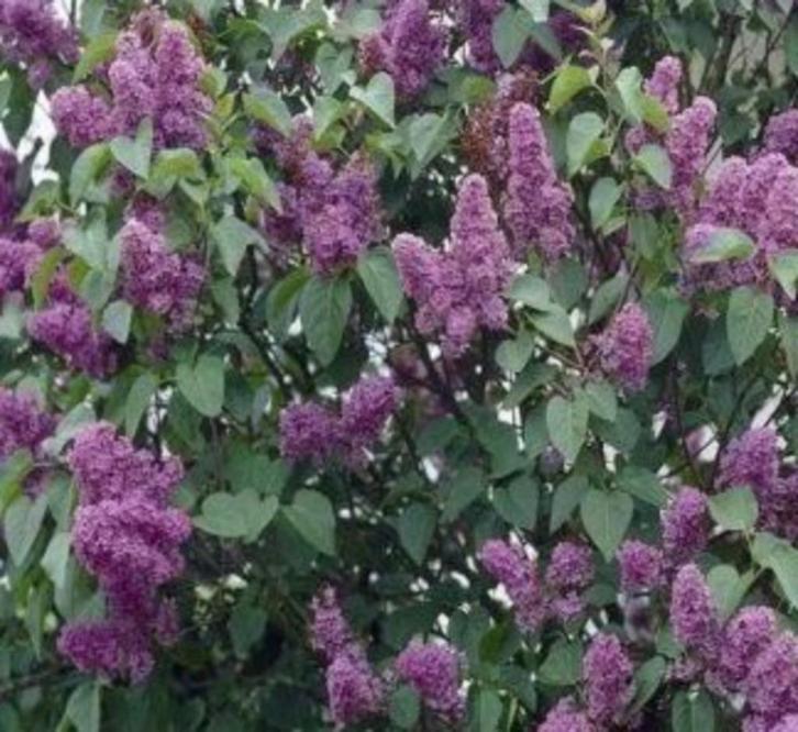 Paarse sering , vanaf 2 euro , lees beschrijving, Tuin en Terras, Planten | Tuinplanten, Vaste plant, Overige soorten, Volle zon