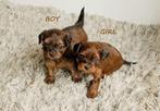 Schattige hypoallergene MINI pups, Dieren en Toebehoren, België, Fokker | Hobbymatig, Overige rassen, CDV (hondenziekte)