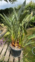 Strelitzia, Huis en Inrichting, Kamerplanten, Ophalen, 100 tot 150 cm, Overige soorten, In pot