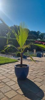 Washingtonia Robusta of Mexicaanse waaierpalmboom, Ophalen