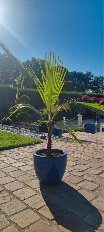 Washingtonia Robusta of Mexicaanse waaierpalmboom beschikbaar voor biedingen