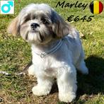 chiots Lhassa Apso - à vendre (belges), Animaux & Accessoires, Chiens | Chihuahuas & Chiens de compagnie, 15 semaines à 1 an, Commerçant