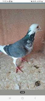 Prachtige jonge duivers 2025 met pedigree, Dieren en Toebehoren, Vogels | Duiven