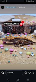 1.0 Harlequin wimpergekko man, Animaux & Accessoires, Lézard, Domestique, 0 à 2 ans