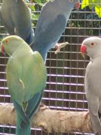 Vogels, Dieren en Toebehoren, Vogels | Parkieten en Papegaaien
