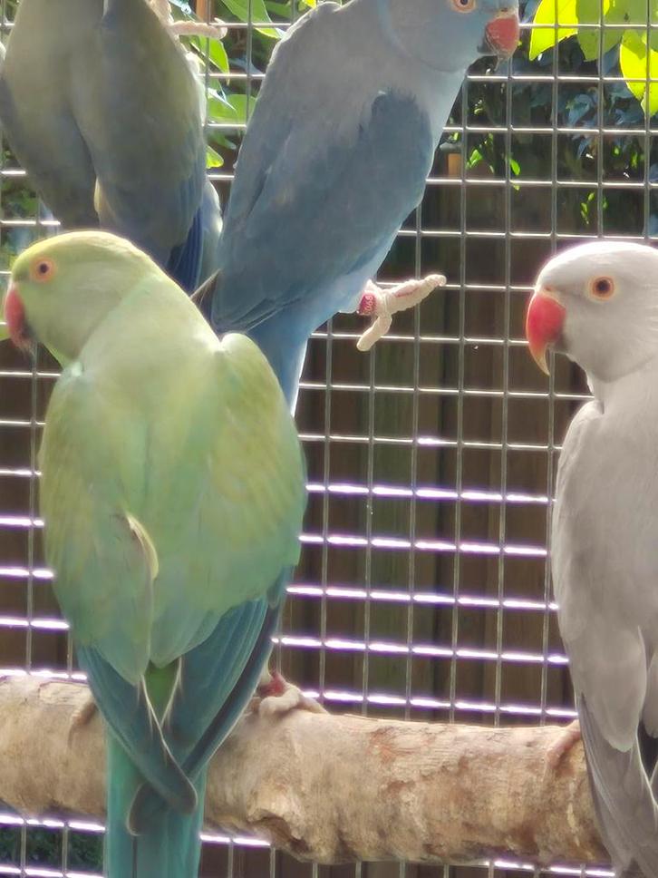 Vogels, Dieren en Toebehoren, Vogels | Parkieten en Papegaaien