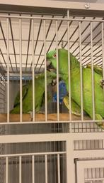 Amazonepapegaai met gele hals Geelnekamazone, Meerdere dieren, Papegaai