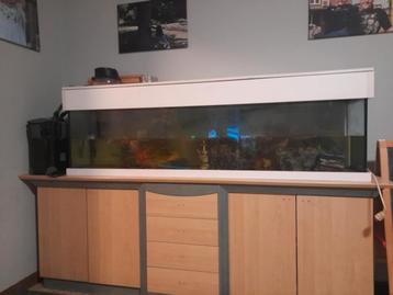 Grote aquarium beschikbaar voor biedingen
