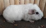 Wit rex cavia beertje, Dieren en Toebehoren, Mannelijk, Cavia, Tam