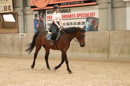 Halve stal regio Westerlo, Dieren en Toebehoren, Paarden