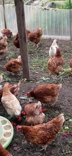 €8 euro per legkip 10 legkippen, Dieren en Toebehoren, Pluimvee