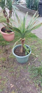Yucca Gloriosa enkel stam, Jardin & Terrasse, Plantes | Arbres, Enlèvement