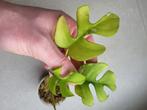 Raphidophora tetrasperma variegata #2, Ombre partielle, Plante verte, Enlèvement ou Envoi, Moins de 100 cm