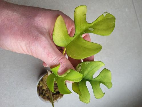 Raphidophora tetrasperma variegata #2, Maison & Meubles, Plantes d'intérieur, Autres espèces, Moins de 100 cm, Plante verte, Ombre partielle