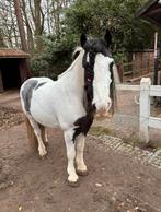 Paarden & pony’s scheren – aan klein bedrag, Dieren en Toebehoren, Pony's