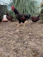 Rhode island red kriel haan, Dieren en Toebehoren, Pluimvee