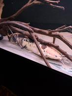 Clarias batrachus 40+cm, Dieren en Toebehoren, Vissen | Aquariumvissen, Vis, Zoetwatervis