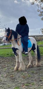Hongre Irish cob pie noir, Dieren en Toebehoren, Paarden en Pony's | Verzorgingsproducten, Ophalen of Verzenden, Zo goed als nieuw