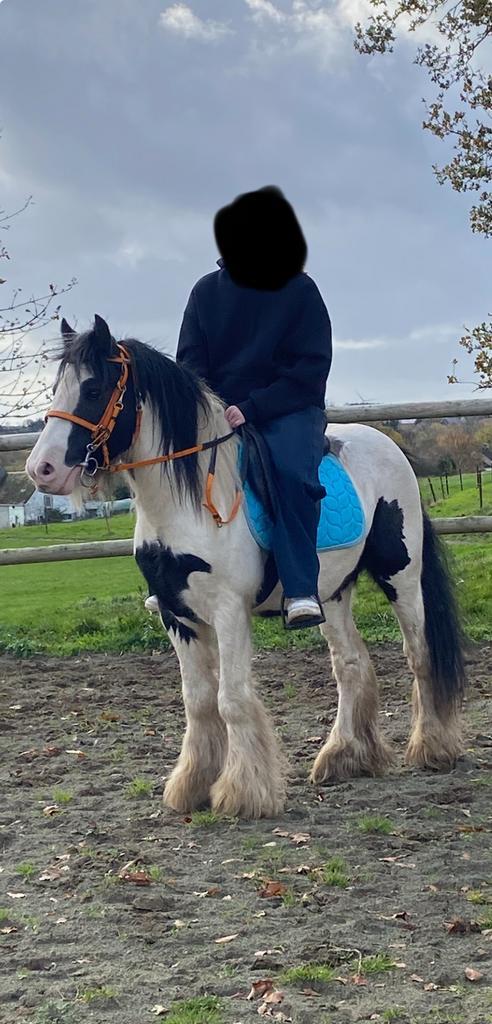 Hongre Irish cob pie noir, Dieren en Toebehoren, Paarden en Pony's | Verzorgingsproducten, Zo goed als nieuw, Ophalen of Verzenden