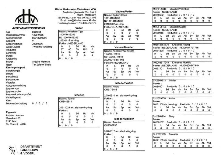 Te koop Ooilam Boergeit, Animaux & Accessoires, Animaux Autre, Femelle, Mai