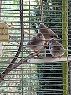 Jonge zebravinken uit volière, Dieren en Toebehoren, Vogels | Overige Vogels