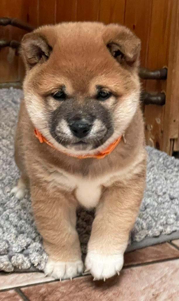 Shiba Inu TE KOOP, Dieren en Toebehoren, Honden | Poolhonden, Keeshonden en Oertypen, Meerdere dieren, Overige rassen, Fokker | Hobbymatig