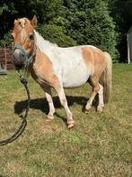 Scheren van paarden, Dieren en Toebehoren, Pony's