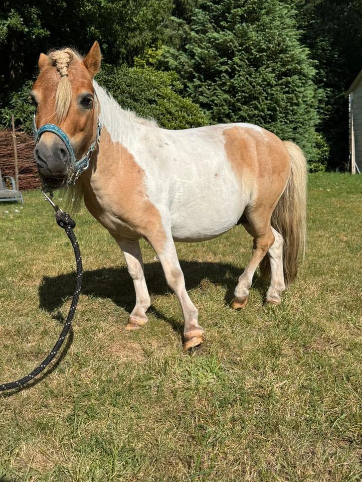 Scheren van paarden, Dieren en Toebehoren, Pony's