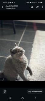 Brits korthaar poes 4 mnd zoekt een leuk baasje, 0 tot 2 jaar