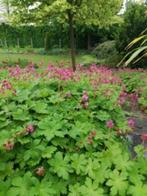 Bodembedekker geraniums 40 stuks voor 8,00euro, Jardin & Terrasse, Plantes | Jardin, Printemps, Enlèvement, Couvre-sol, Plante fixe