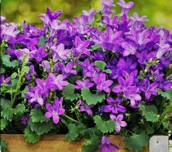 Campanula portenschlagiana of Klokjesbloem, Tuin en Terras, Planten | Tuinplanten, Vaste plant, Bodembedekkers, Volle zon, Zomer