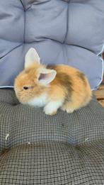 Kleine hangoortjes, Dieren en Toebehoren, Konijnen