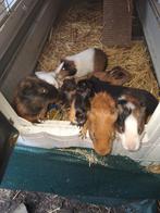 9cavias 4meisjes 5jongens, Dieren en Toebehoren, Konijnen