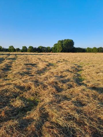 superhooi in kleine pakjes of in rollen zaterdag geperst   beschikbaar voor biedingen