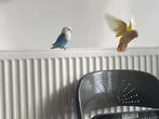 Sweety, Geslacht onbekend, Dwergpapegaai of Agapornis, Tam