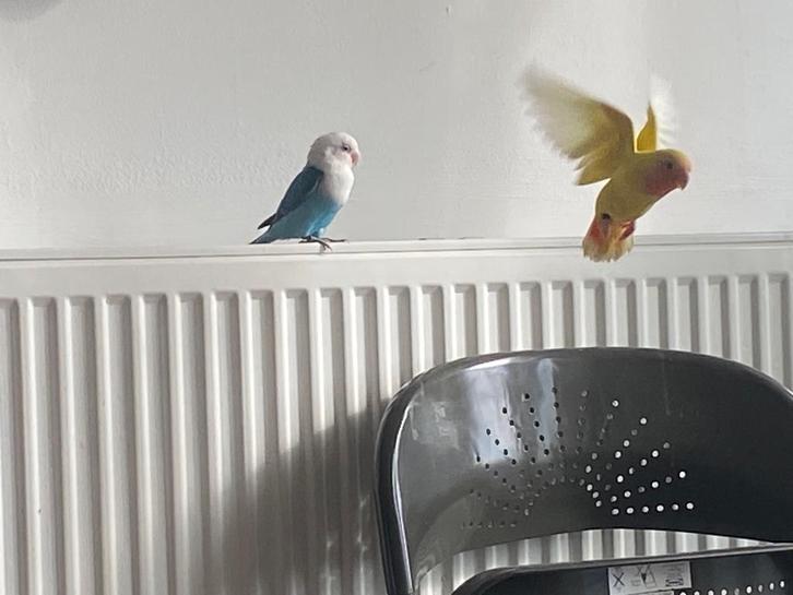 Sweety, Dieren en Toebehoren, Vogels | Parkieten en Papegaaien, Dwergpapegaai of Agapornis, Geslacht onbekend, Tam