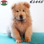 Chow Chow crème reu - pup te koop, Dieren en Toebehoren, 15 weken tot 1 jaar, Buitenland, CDV (hondenziekte), Eén hond