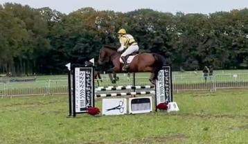 8jarige allrounder, Dieren en Toebehoren, Paarden, Gechipt, Ruin, M, 7 tot 10 jaar
