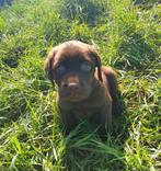 Labrador Retriever chocolat pups, CDV (hondenziekte), Meerdere, 8 tot 15 weken, België