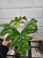 plante alocasia jacklyn, Maison & Meubles, Plantes d'intérieur, Plante verte, Enlèvement, Autres espèces, Ombre partielle