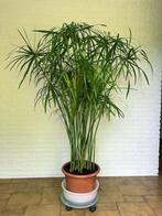 Grote Parapluplant, Cyperus alternifolius, Umbrella Papyrus., Huis en Inrichting, Kamerplanten, Ophalen, Overige soorten