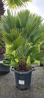 Chamaerops Humilis - Europese dwergpalm, Tuin en Terras, Ophalen